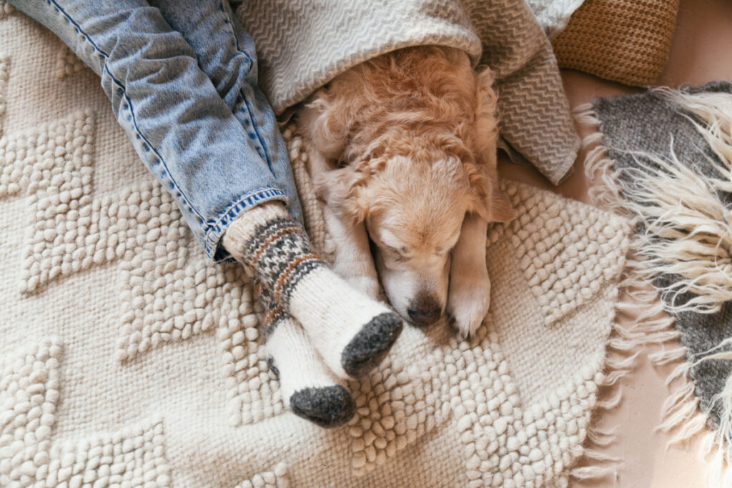 Old golden retriever sleeping on the floor covered by a blanket and cuddled with his owner's legs